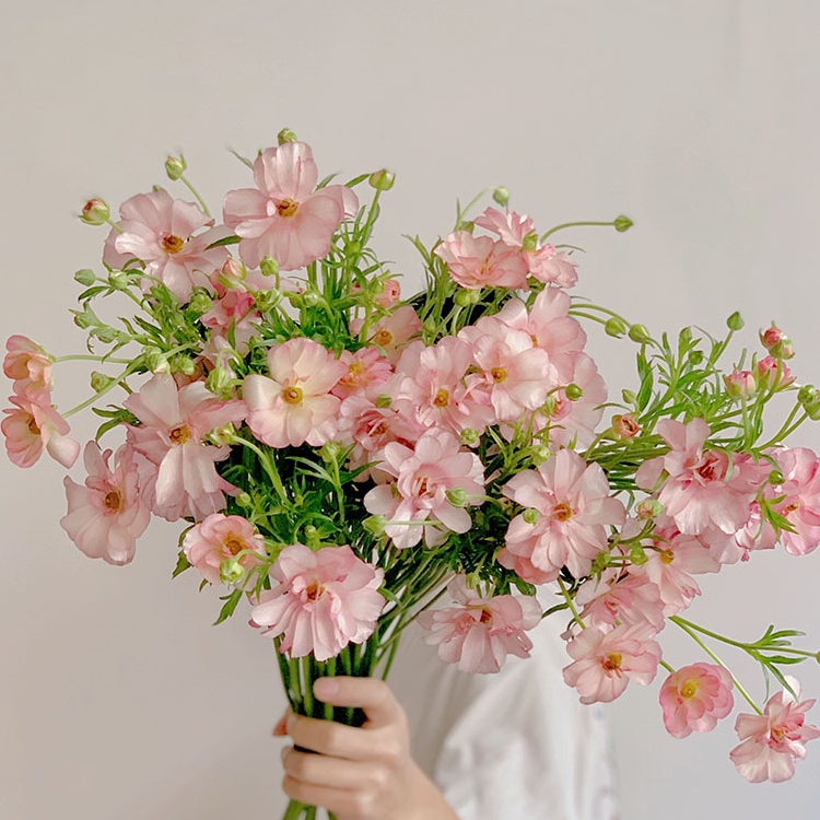 自带光芒珠光粉色蝴蝶洋牡丹鲜花