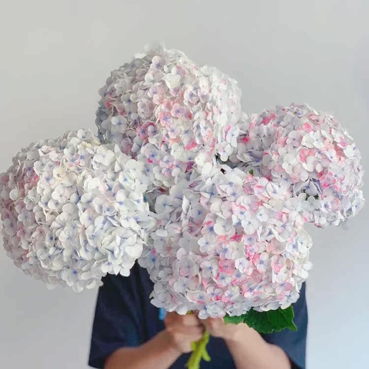 自然色彩油画莫奈绣球花浅雨星蓝鲜花家居插花水养节日送花百搭