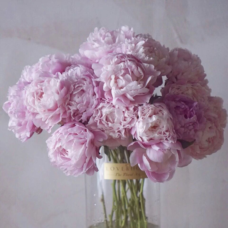 稀有进口高级荷兰粉重瓣芍药鲜花