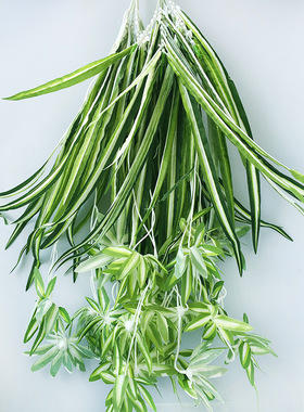 仿真植物墙吊兰壁挂藤条花