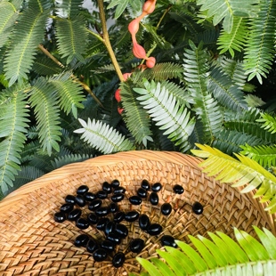 家与禾【密叶猴耳环种子】观叶绿植热带植物盆栽籽播