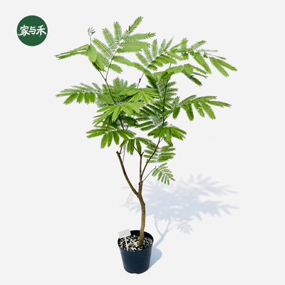 家与禾【粗矮密叶猴耳环】进口老桩一物一拍成株大苗ins绿植盆栽