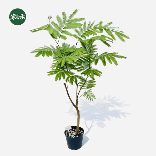 家与禾【粗矮密叶猴耳环】进口老桩一物一拍成株大苗ins绿植盆栽