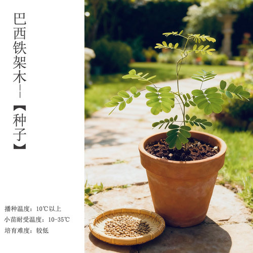 家与禾【巴西铁架木种子】进口种子铁云实巴西铁木木本观赏植物