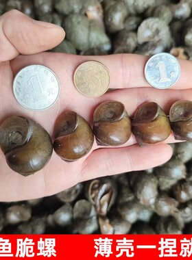 钓青鱼脆螺青鱼打窝石螺