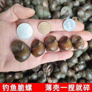 脆螺钓鱼螺钓青鱼脆螺鲜活田螺活螺蛳青鱼饵黑鲩乌青打窝石螺
