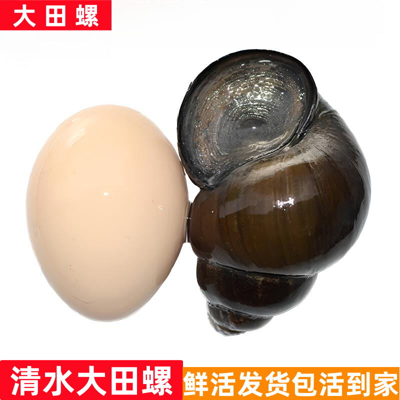 湖北清水大田螺鲜活新鲜脆螺中华田园螺肉超大号螺丝活体淡水大螺