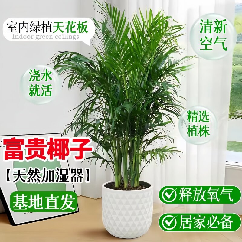 富贵椰子树大型绿植室内客厅旺宅净化空气好养散尾葵办公室开业