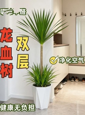 双层龙血树客厅绿植室内大型盆栽多头造型龙须树办公室旺宅树盆景