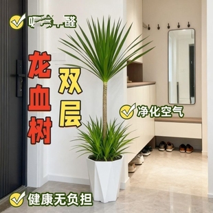 双层龙血树客厅绿植室内大型盆栽多头造型龙须树办公室旺宅树盆景