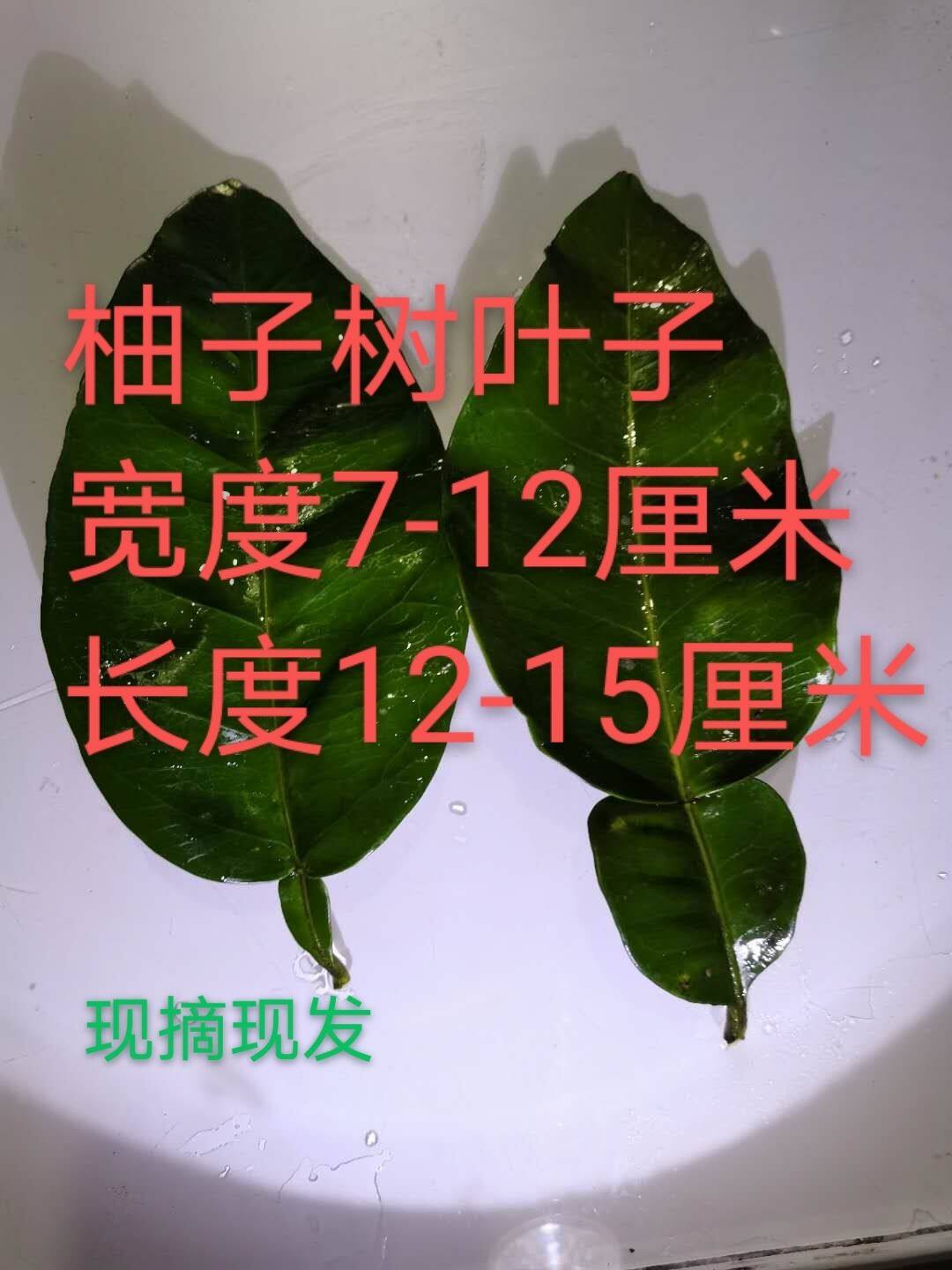 新鲜柚子树叶绿柚叶50张现摘梁平柚树叶柑子树叶包粑粑30年老树叶