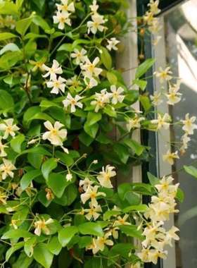 黄色风车茉莉爬藤攀墙植物阳台花园有香味露天耐寒好养多年生藤本