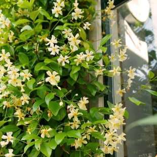 黄色风车茉莉爬藤攀墙植物阳台花园有香味露天耐寒好养多年生藤本