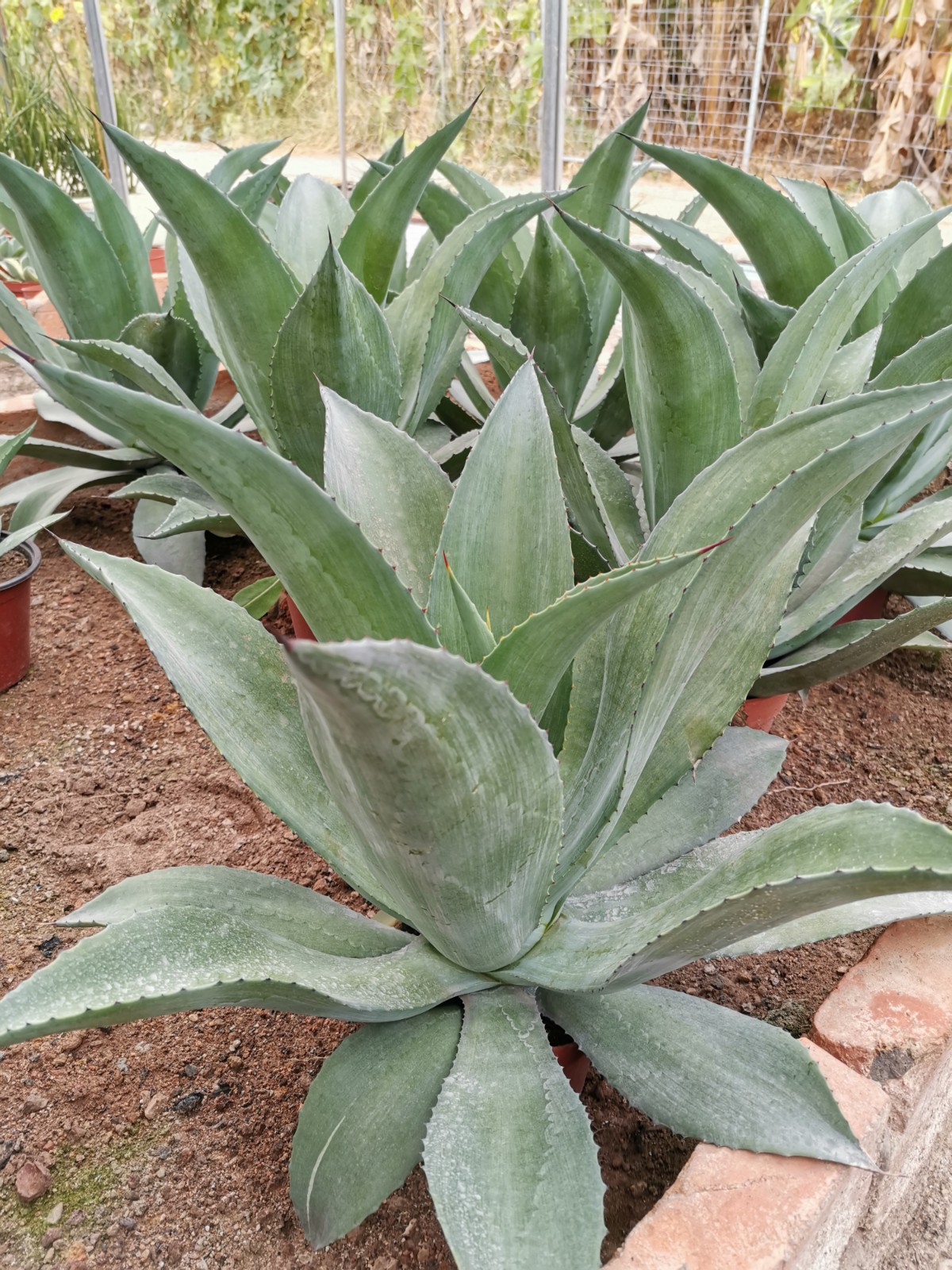 龙舌兰皇冠观赏阳台庭院多肉植物