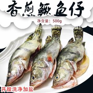 湘奇特鳜鱼仔桂鱼新鲜活杀净
