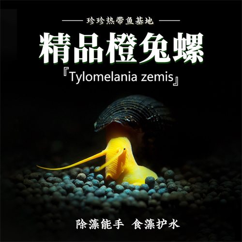 橙兔螺淡水工具螺除苔除藻