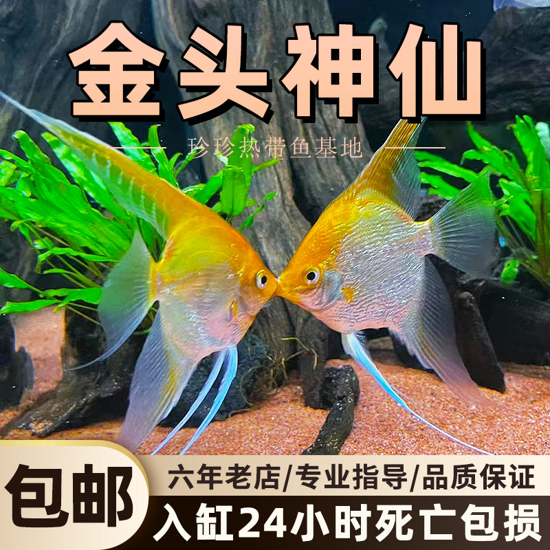 神仙鱼秘鲁神仙燕鱼热带鱼活体鱼埃及神仙鱼七彩神仙热带鱼观赏鱼