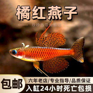 橘红燕子鱼观赏鱼霓虹珍珠鱼淡水草缸小型热带鱼群游鱼活体宠物鱼