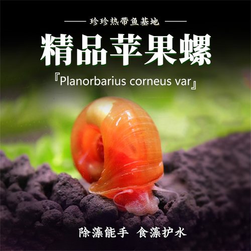 苹果螺观赏螺工具螺宠物螺淡水螺