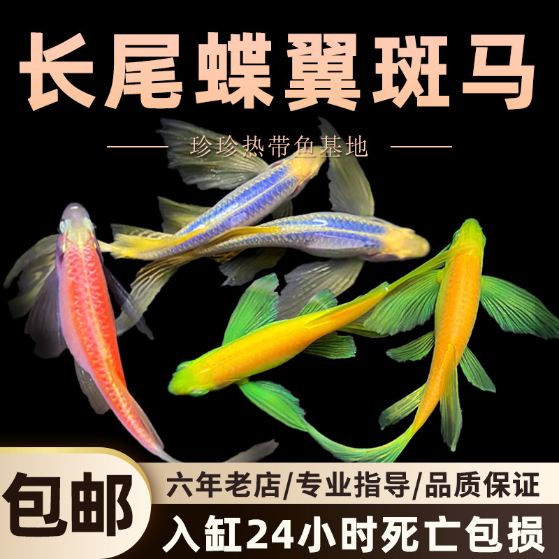 蝶翼长尾斑马鱼冷水观赏鱼小型热带群游鱼孔雀鱼热带鱼群游鱼练手