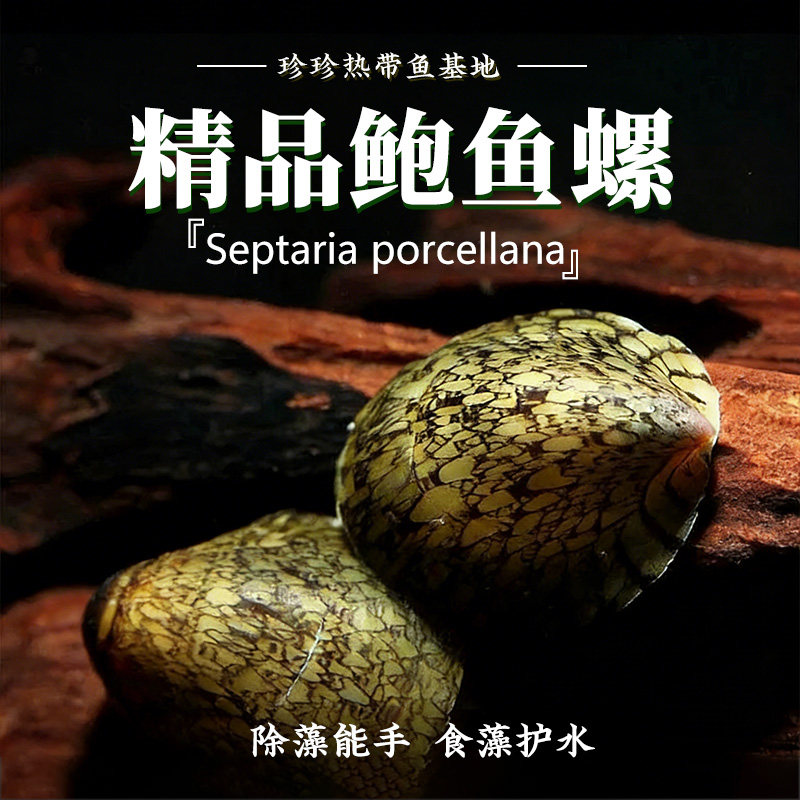 鲍鱼螺鱼缸除藻洁刷缸工具螺图片