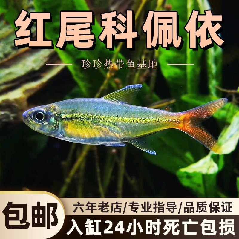 红尾科佩伊热带小鱼活观赏鱼新手好养草缸群游鱼高端灯科鱼淡水鱼