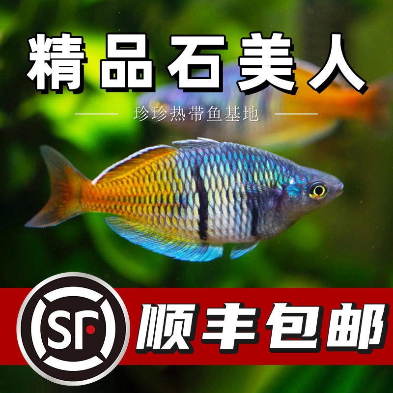 石美人鱼刚果美人电光美人活体鱼草缸热带群游热带观赏鱼淡水鱼