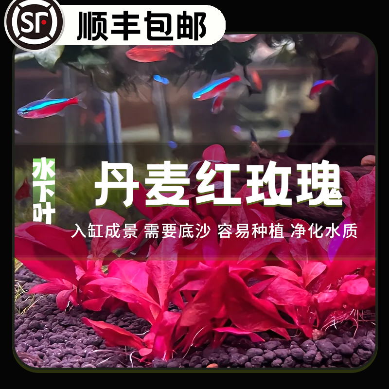 丹麦红玫瑰水下叶鱼缸造景