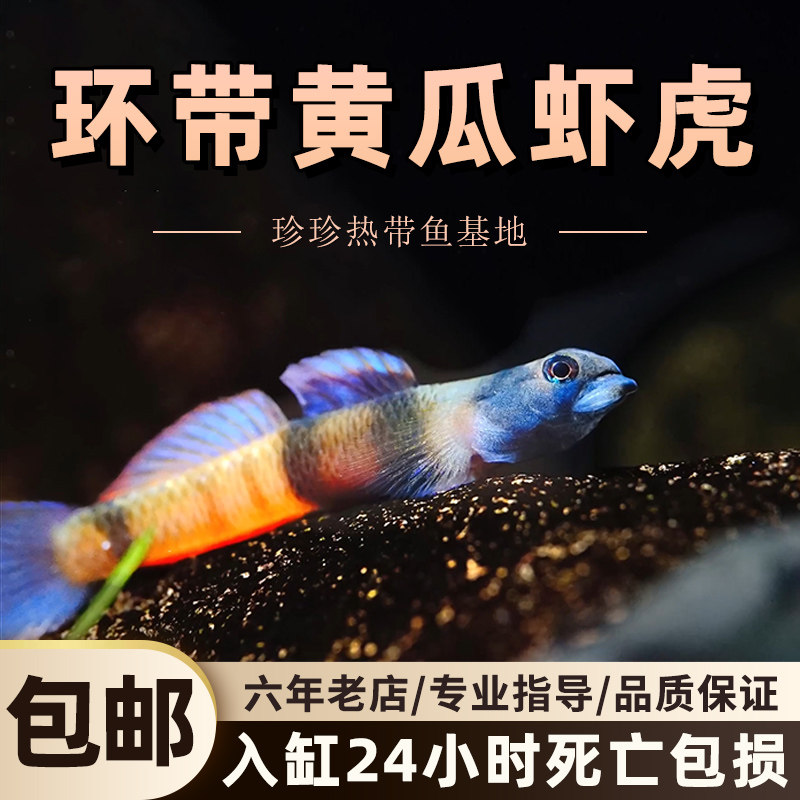 环带黄瓜虾虎枝桠虾虎活体小型鱼