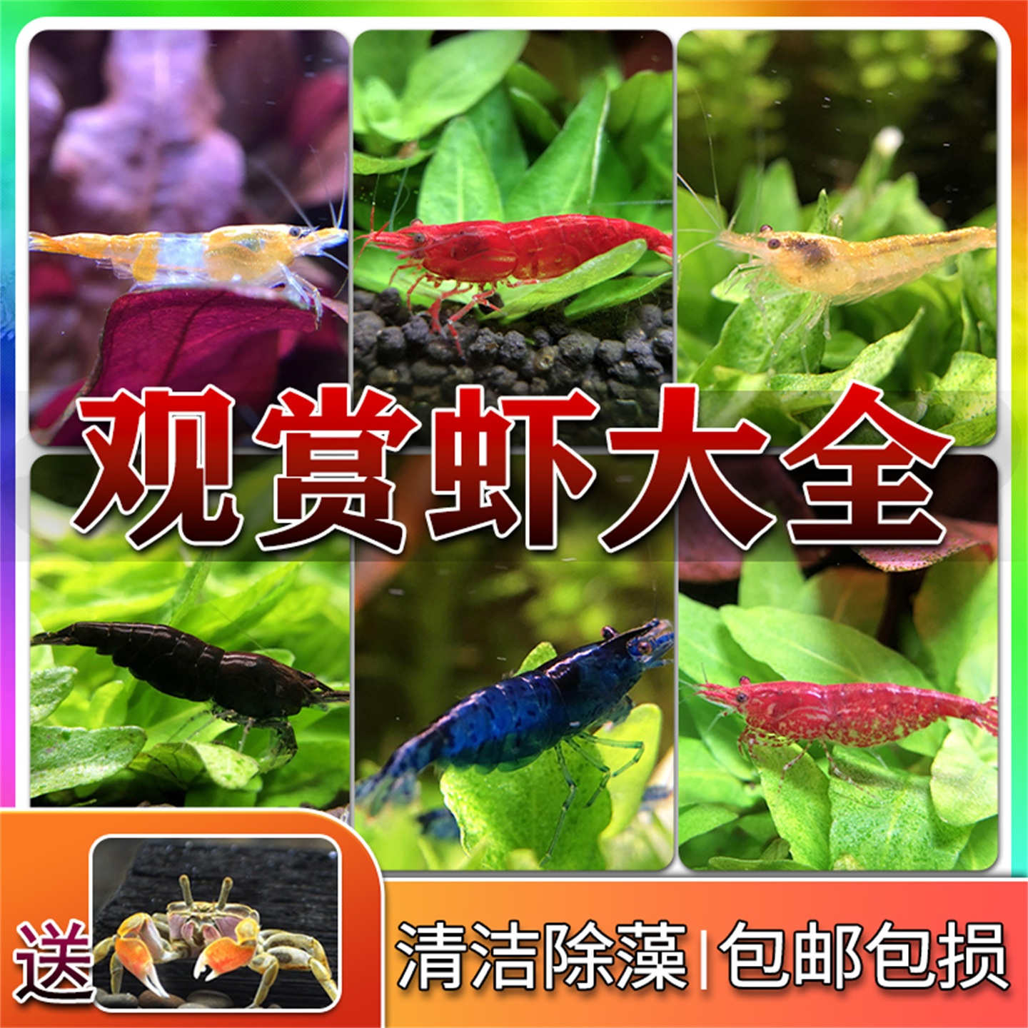 清洁除藻虾鱼缸工具虾极火虾