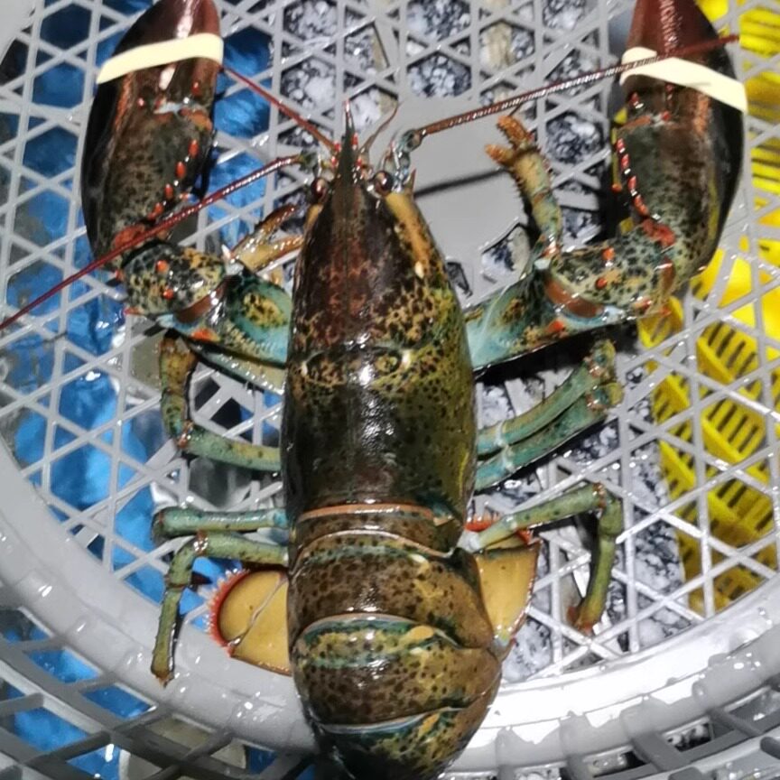波斯顿鲜活龙虾【上海同城闪送到家】波龙鲜 活发货