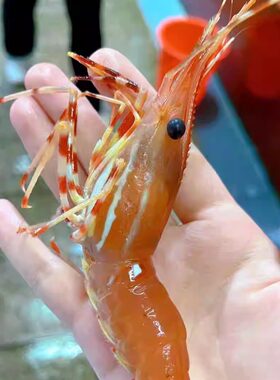 上海同城闪送鲜活活牡丹虾刺身牡丹虾