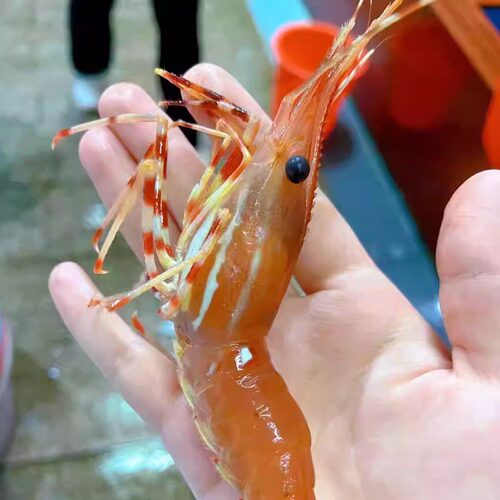 上海同城闪送鲜活活牡丹虾刺身牡丹虾
