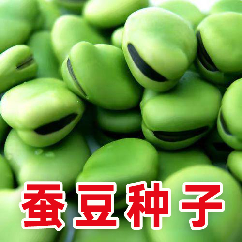 精选蚕豆种子早熟高产口感甜脆