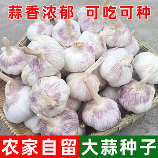 大蒜种子蒜苗种籽干蒜头蒜瓣紫红皮大蒜农家高产山东大蒜蔬菜籽种