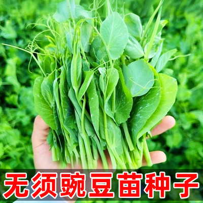 无须豌豆苗种子清香爽滑多次采收