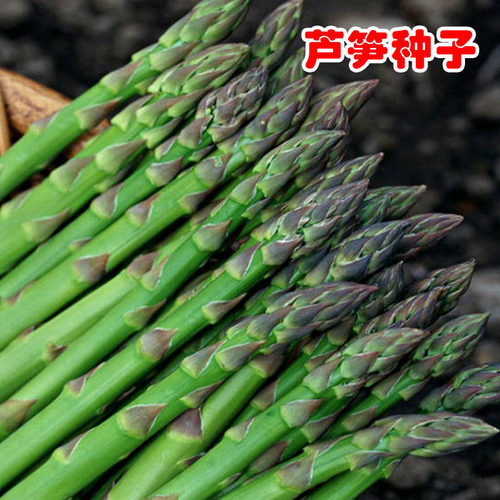 芦笋种子四季播种多年生包发芽