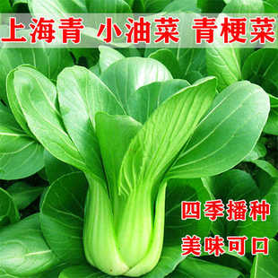 上海青种子四季 小青菜种子大全 播种菜园盆栽小油菜青梗菜种籽四季