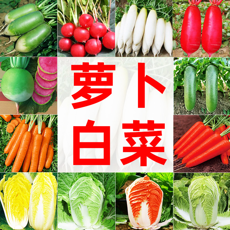 萝卜白菜胡萝卜种子品质好发芽高