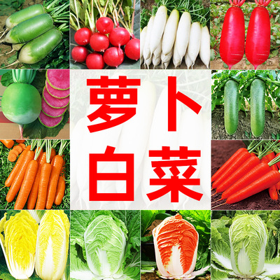 萝卜白菜胡萝卜种子品质好发芽高