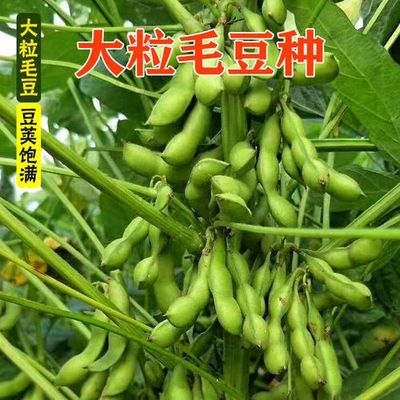 大荚毛豆种子早熟大粒非转基因