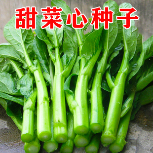 广东四九菜心种籽夏季耐热春季秋季青菜籽蔬菜四季菜薹菜苔种子孑