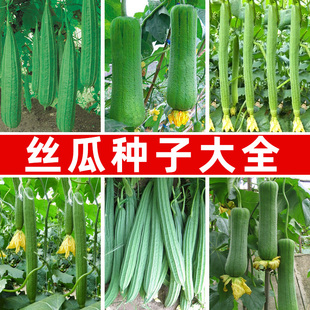丝瓜种子种籽春夏播种长香丝瓜肉丝瓜八棱丝瓜早熟高产香嫩菜种籽