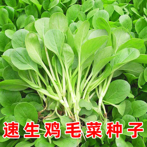速生鸡毛菜种子四季播种20天可吃