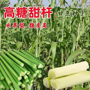 高糖甜杆种子春夏播种农家菜园老味道薄皮甜秫秸水果甘蔗高粱种籽