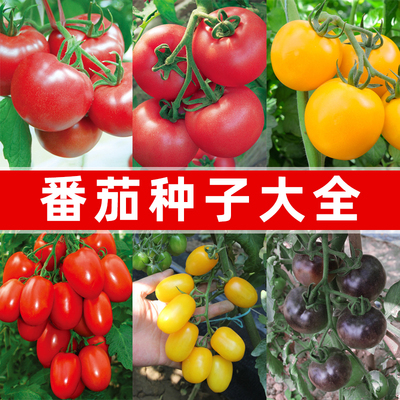 番茄种子大全好吃高产发芽高