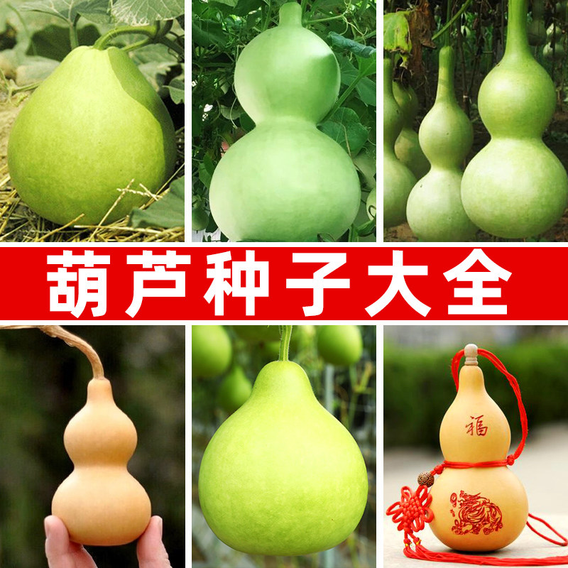 葫芦种子种籽菜园盆栽菜葫芦酒葫芦宝葫芦手捻小葫芦可食用工艺品
