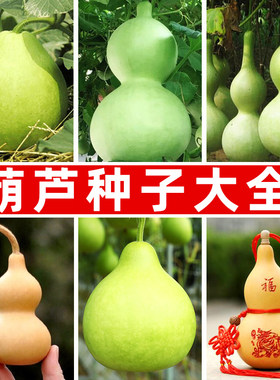 葫芦种子菜园盆栽菜葫芦酒葫芦宝葫芦手捻小葫芦种籽可食用工艺品