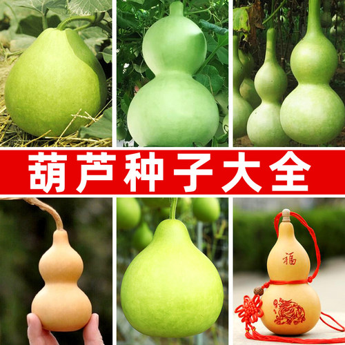 葫芦种子菜园盆栽菜葫芦酒葫芦宝葫芦手捻小葫芦种籽可食用工艺品
