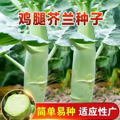 鸡腿芥蓝种子四季播种菜园盆栽粗条甜芥兰菜种子甜脆种籽青菜菜籽